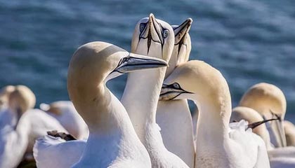 王晓瑞：泰山之惑，中超之惑