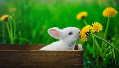 王晓瑞：泰山之惑，中超之惑